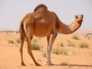 Dromedary Camel