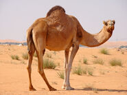 Dromedary Camel