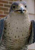 Falcon as Wingo