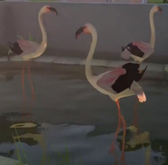 Lesser-flamingo-zootycoon3