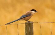 Magpie, azure-winged.jpg