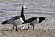 Male and female barnacle goose