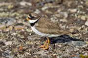 Plover, common ringed.jpg