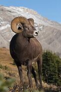 Rocky Mountain bighorn sheep (Ovis canadensis canadensis)