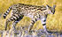 Serval as Monolophosaurus