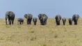 Ten-elephants-cubs-walking-straight-line-facing-camera-family-towards-plain-yellow-grass-savannah-deep-blue-103908584.jpg (45 KB)