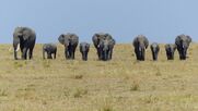 Ten-elephants-cubs-walking-straight-line-facing-camera-family-towards-plain-yellow-grass-savannah-deep-blue-103908584