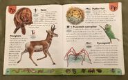Weird Animals Dictionary (17)