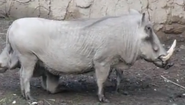 Central African Warthog as Paelelotherium