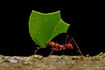 Leafcutter Ant