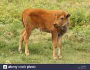 American Bison Calf