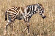 Baby Plains Zebra