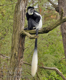 Colobus guereza bf3511.jpg