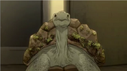 HBO Animals Galapagos Tortoise