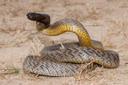 Inland taipan (Oxyuranus microlepidotus)