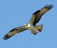 Osprey as African Fish Eagle