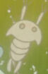 Ponyo Harlequin Shrimp