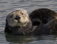 Sea Otter as Connor