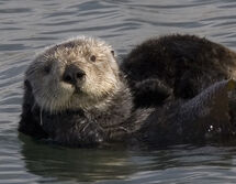 Sea Otter.jpg
