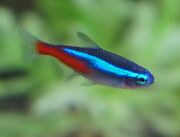 Tetra, Neon.jpg
