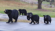 American Black Bears