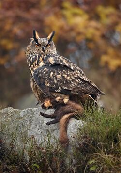 Eurasian Eagle Owl The Parody Wiki Fandom