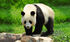 Giant Panda as Altirhinus