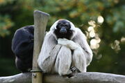 Gibbon, Pileated.jpg