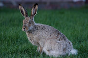 Jackrabbit, white-tailed.jpg