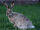 White-Tailed Jackrabbit