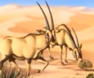 Gemsbok