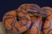 Rainbow boa.jpg