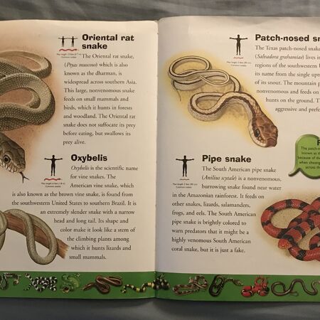 Brown Vine Snake The Parody Wiki Fandom
