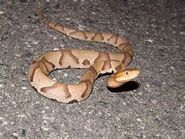 Southern copperhead