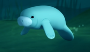 WWest indian Manatee
