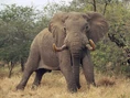 African Savanna Elephant.jpg (210 KB)