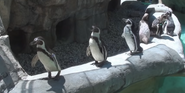 Columbus Zoo Penguins