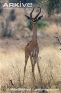 Gerenuk as Marge