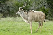 Greater Kudu (V2)