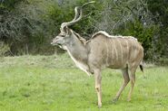 Greater Kudu as Edmontosaurus