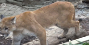 Louisville Zoo Cougar