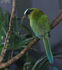 Amazonian Motmot as Isisfordia