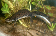 Newt, Crested.jpg