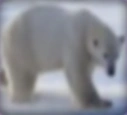 Polar-bear-disneythinkfast.png (30 KB)