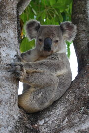 Queensland Koala, 2009.jpg