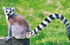 Ring-Tailed Lemur as Dromiceiomimus