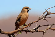 Sociable weaver (Philetairus socius).jpg