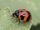Transverse Ladybird