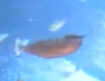 BEBN Short-Nosed Unicornfish