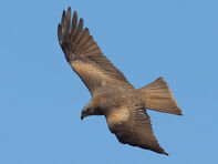 Black kite.jpg